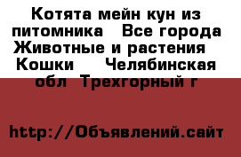 Котята мейн-кун из питомника - Все города Животные и растения » Кошки   . Челябинская обл.,Трехгорный г.